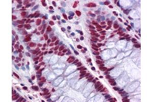 Anti-THOC6 / WDR58 antibody IHC of human colon.