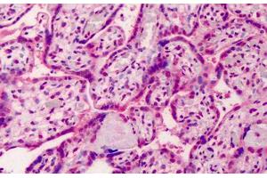 Human Placenta: Formalin-Fixed, Paraffin-Embedded (FFPE) (GDF15 anticorps  (AA 286-299))