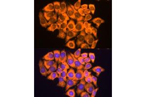 Immunofluorescence analysis of HeLa cells using RPL17 antibody (ABIN6128342, ABIN6147115, ABIN6147116 and ABIN6221632) at dilution of 1:100.