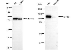 Western blotting analysis using EIF3B antibody (ABIN7798522).