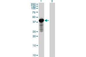 Western Blot analysis of HOMER2 expression in transfected 293T cell line by HOMER2 MaxPab polyclonal antibody. (HOMER2 anticorps  (AA 1-343))