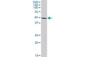 EEF1G monoclonal antibody (M01), clone 3F11-1A10.