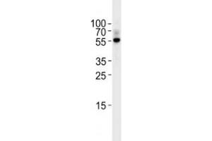TGF Beta 2 antibody western blot analysis in Raji lysate. (TGFB2 anticorps  (AA 277-306))