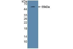 Detection of Recombinant IRF2, Mouse using Polyclonal Antibody to Interferon Regulatory Factor 2 (IRF2) (IRF2 anticorps  (AA 1-349))