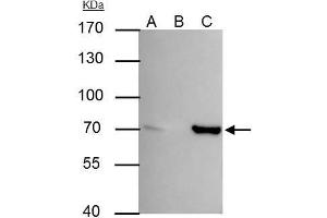IP Image SHP1 antibody immunoprecipitates SHP1 protein in IP experiments. (SHP1 anticorps)