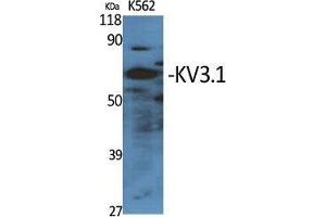 Western Blot (WB) analysis of specific cells using KV3. (KCNC1 anticorps  (Internal Region))