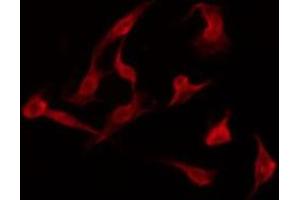 ABIN6275941 staining K562 by IF/ICC. (PTGER3 anticorps  (C-Term))