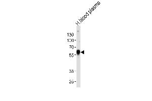 Western blot analysis of lysate from human blood plasma tissue lysate, using SERPINA1 Antibody (Center) (ABIN653381 and ABIN2842847). (SERPINA1 anticorps  (AA 158-187))