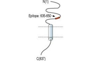 anti-Neural Cell Adhesion Molecule 2 (NCAM2) (AA 635-650), (Extracellular), (N-Term) antibody