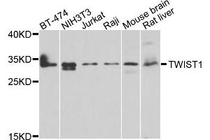 Western blot analysis of extracts of various cell lines, using TWIST1 antibody (ABIN4905524) at 1:1000 dilution. (TWIST1 anticorps)