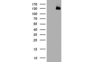 Image no. 1 for anti-WW and C2 Domain Containing 1 (WWC1) antibody (ABIN1501761) (WWC1 anticorps)