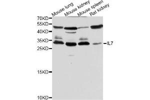 Western blot analysis of extracts of various cell lines, using IL7 antibody (ABIN5970816) at 1/500 dilution. (IL-7 anticorps)
