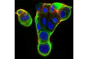 Immunofluorescence analysis of MCF-7 cells using XRCC6 mouse mAb (green).
