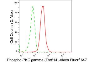 anti-Protein Kinase C, gamma (PRKCG) (pThr514) antibody