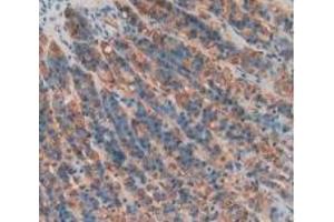 Detection of PGA in Rat Stomach Tissue using Polyclonal Antibody to Pepsinogen A (PGA)