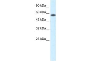 Western Blotting (WB) image for anti-Prenylcysteine Oxidase 1 (PCYOX1) antibody (ABIN2460634) (PCYOX1 anticorps)