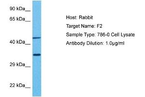 Host:  Rabbit  Target Name:  F2  Sample Tissue:  Human 786-0 Whole Cell  Antibody Dilution:  1ug/ml
