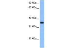 Western Blotting (WB) image for anti-Chimerin (Chimaerin) 2 (CHN2) antibody (ABIN2463475) (CHN2 anticorps)