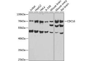 Western blot analysis of extracts of various cell lines, using CDC16 antibody  at 1:1000 dilution. (CDC16 anticorps  (AA 371-620))