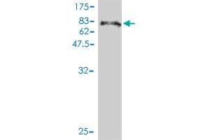 Western Blot detection against Immunogen (69. (LEF1 anticorps  (AA 1-399))