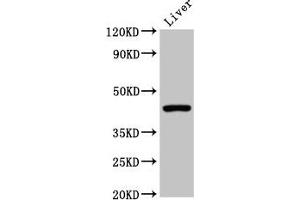 Western Blot Positive WB detected in: Mouse liver tissue All lanes: CLEC4M antibody at 2 μg/mL Secondary Goat polyclonal to rabbit IgG at 1/50000 dilution Predicted band size: 46, 31, 37, 27, 38, 29, 43, 34, 25 kDa Observed band size: 46 kDa (C-Type Lectin Domain Family 4, Member M (CLEC4M) (AA 238-382) anticorps)