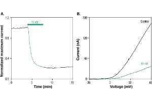 Stichodactyla Toxin-ATTO Fluor-590 blocks KV1. (Stichodactyla Toxin peptide (Atto 590))