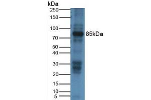 Figure. (DAO anticorps  (AA 335-453))