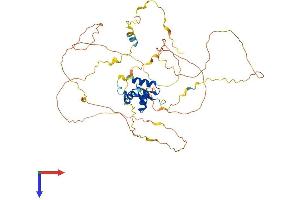 AlphaFold protein structure predicition of Human Recombinant FOXO6 Protein, UniprotID A8MYZ6