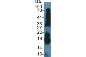 Western Blot; Sample: Bovine Pancreas lysate; Primary Ab: 5µg/ml Rabbit Anti-Bovine RNASE1 Antibody Second Ab: 0. (RNASE1 anticorps  (AA 31-150))