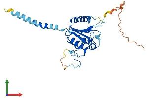AlphaFold protein structure predicition of Human Recombinant PLD6 Protein, UniprotID Q8N2A8