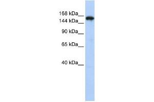 Synaptojanin 1 antibody used at 1 ug/ml to detect target protein. (Synaptojanin 1 anticorps  (N-Term))