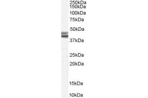 Western Blotting (WB) image for anti-Neuropeptide Y Receptor Y2 (NPY2R) (Internal Region) antibody (ABIN2466024) (NPY2R anticorps  (Internal Region))