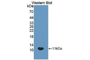 Detection of Recombinant HOP, Mouse using Polyclonal Antibody to Homeodomain Only Protein (HOP) (HOPX anticorps  (AA 11-73))