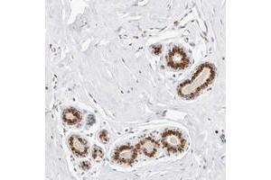 Immunohistochemical staining of human breast with KIAA0146 polyclonal antibody  shows strong nuclear positivity in glandular cells at 1:200-1:500 dilution. (SPIDR anticorps)