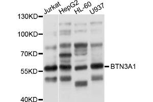 Western blot analysis of extracts of various cell lines, using BTN3A1 antibody (ABIN5997326) at 1/1000 dilution. (BTN3A1 anticorps)