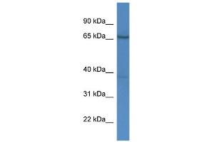 WB Suggested Anti-AFM Antibody Titration:  0. (Afamin anticorps  (C-Term))