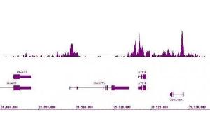 Histone H3K9ac antibody (mAb) (Clone 2G1F9) tested by ChIP-Seq. (Histone 3 anticorps  (H3K9ac))