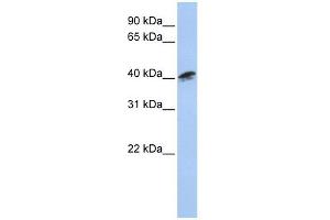 ACTR1A antibody used at 1 ug/ml to detect target protein. (ACTR1A anticorps)