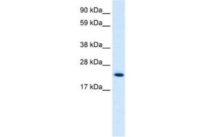 Western Blotting (WB) image for anti-High Mobility Group Box 3 (HMGB3) antibody (ABIN2461206) (HMGB3 anticorps)