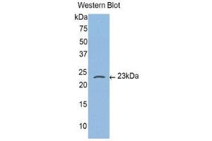 Western Blotting (WB) image for anti-Caspase 4, Apoptosis-Related Cysteine Peptidase (CASP4) (AA 81-266) antibody (ABIN3206151) (Caspase 4 anticorps  (AA 81-266))