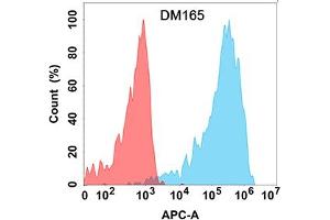 Flow cytometry analysis with Anti-CLEC12A (DM165) on Expi293 cells transfected with human CLEC12A (Blue histogram) or Expi293 transfected with irrelevant protein (Red histogram).