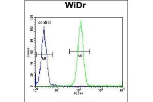 Flow cytometric analysis of WiDr cells (right histogram) compared to a negative control cell (left histogram). (ACCN1 anticorps  (AA 120-148))