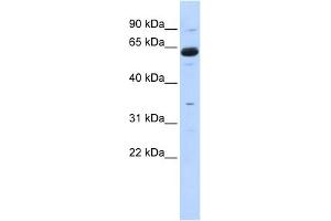WB Suggested Anti-CPNE1 Antibody Titration:  0. (CPNE1 anticorps  (Middle Region))