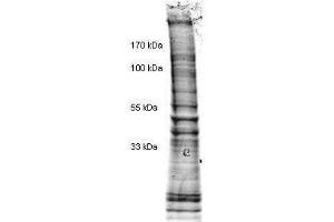 Western Blotting (WB) image for HeLa Cell Nuclear Extract (ABIN964027) (HeLa Cell Nuclear Extract)