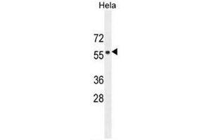 FBXW8 Antibody (Center) western blot analysis in Hela cell line lysates (35µg/lane).
