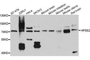 Western blot analysis of extract of various cells, using HPSE2 antibody. (Heparanase 2 anticorps)