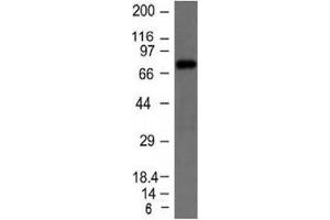 Western blot testing of Raji cell lysate with IgM heavy chain antibody. (Souris anti-Humain IgM Heavy Chain Anticorps)