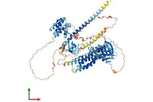 AlphaFold protein structure predicition of Mouse Recombinant Arhgef6 Protein, UniprotID Q8K4I3
