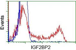 Image no. 5 for anti-Insulin-Like Growth Factor 2 mRNA Binding Protein 2 (IGF2BP2) antibody (ABIN1498821) (IGF2BP2 anticorps)