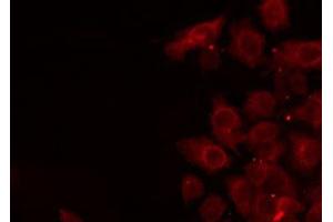 ABIN6275367 staining NIH-3T3 by IF/ICC.